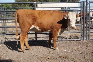 Case Ranch bred heifer 0817