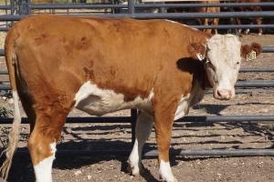 Case Ranch bred heifer 0863