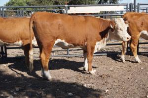 Case Ranch bred heifer 0826