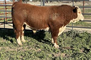 Case Ranch Sale Bull 1338