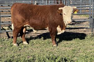 Case Ranch Sale Bull 1351