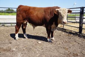 Case Ranch Sale Bull 775