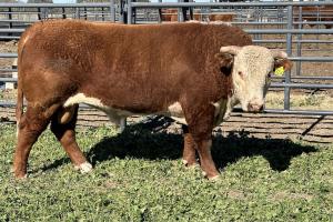 Case Ranch Sale Bull 1316