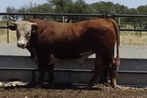 Case Ranch Sale Bull 892