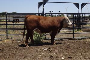 Case Ranch Sale Bull 894