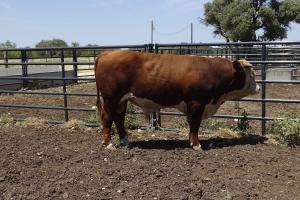 Case Ranch Sale Bull 904