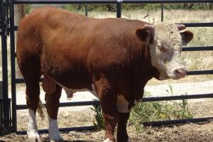 Case Ranch Sale Bull 910