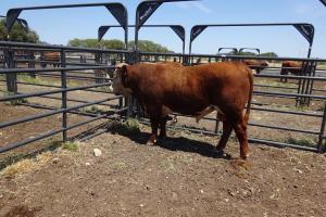 Case Ranch Sale Bull 912