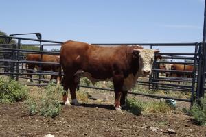 Case Ranch Sale Bull 925