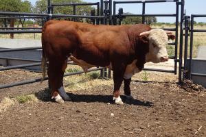 Case Ranch Sale Bull 942