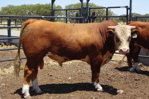 Case Ranch Sale Bull 956