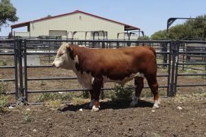 Case Ranch Sale Bull 992