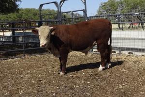 Case Ranch Sale Bull 1000