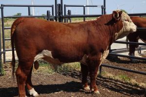 Case Ranch Sale Bull 950