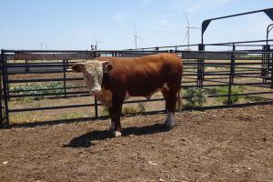 Case Ranch Sale Bull 917