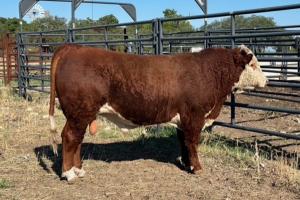 Case Ranch Sale Bull 1128