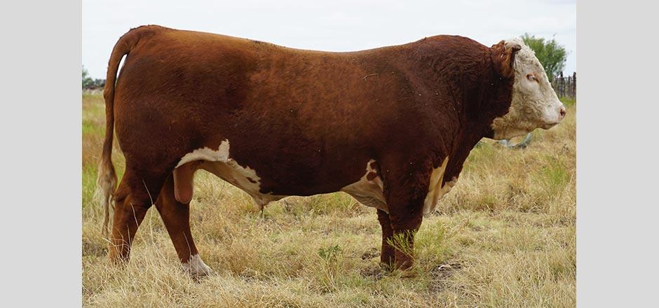 Case Ranch Bull for Sale